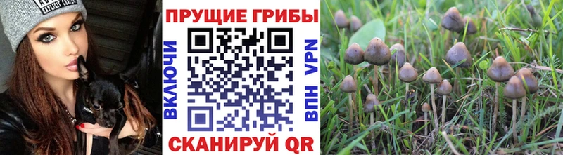Галлюциногенные грибы Psilocybe  купить закладку  Бугуруслан 